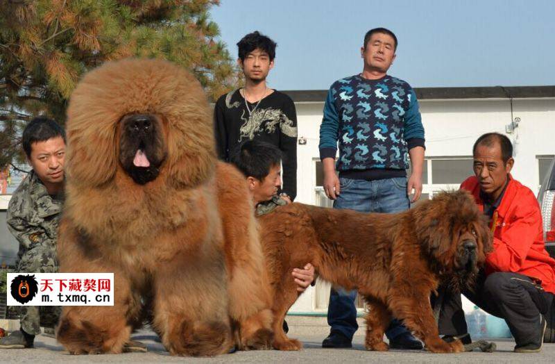 【天下藏獒】身价倍涨高品质!【大福王】又是四妃进门