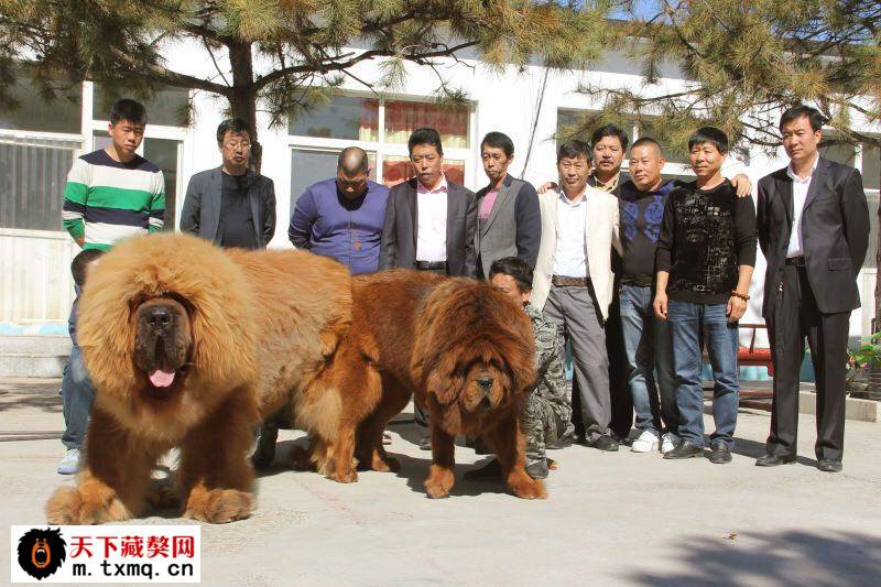 【天下藏獒】身价倍涨高品质!【大福王】又是四妃进门
