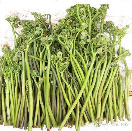 “蕨菜”的图片搜索结果