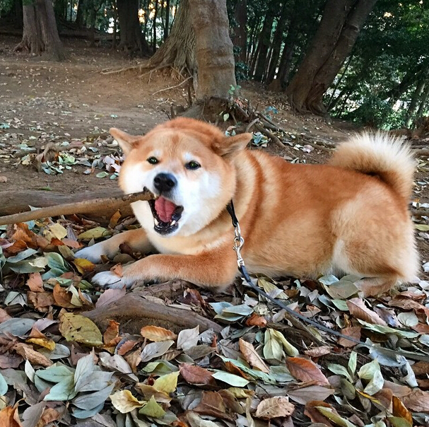 萌犬 丨 一起融化在柴犬冬日暖阳般的笑容中吧