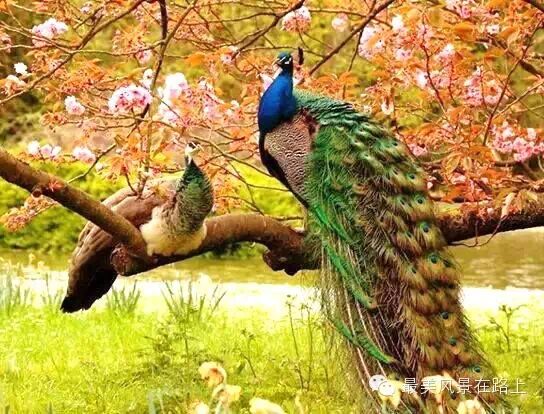 孔雀开屏