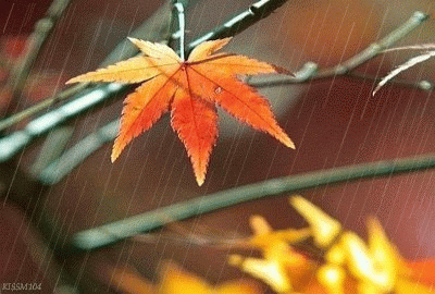 只可意会 无法言传：秋雨的美