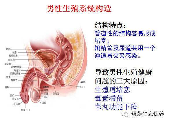 雪莲生态保养贴,一天一天让男人变得强大!