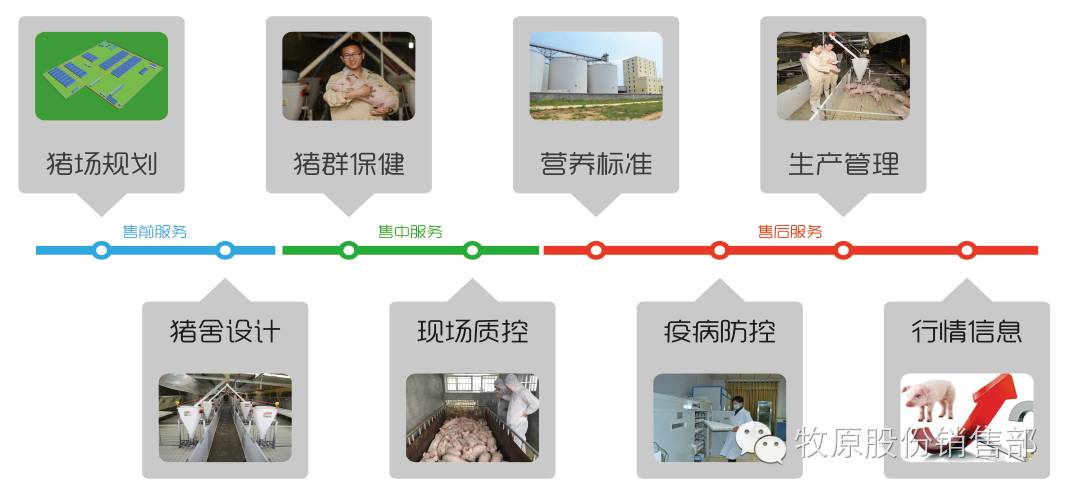 牧原商品猪、仔猪、怀孕母猪介绍-怀孕期