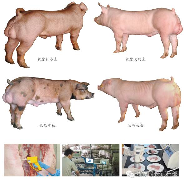 牧原商品猪、仔猪、怀孕母猪介绍-怀孕期