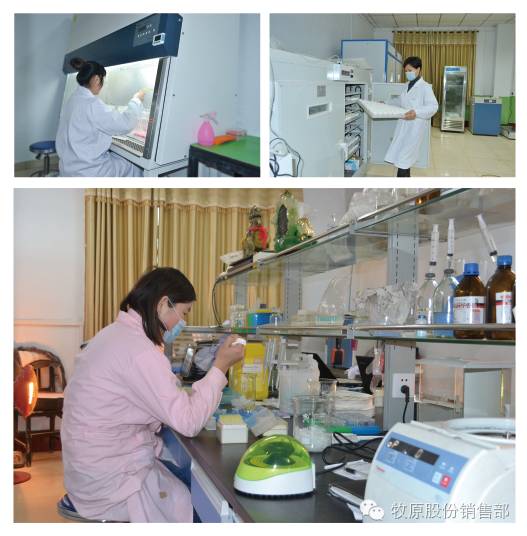 牧原商品猪、仔猪、怀孕母猪介绍-怀孕期