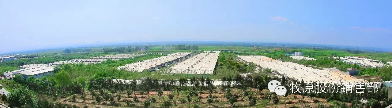 牧原商品猪、仔猪、怀孕母猪介绍-怀孕期