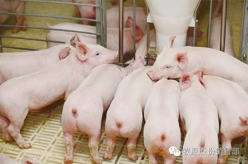 牧原商品猪,仔猪,怀孕母猪介绍