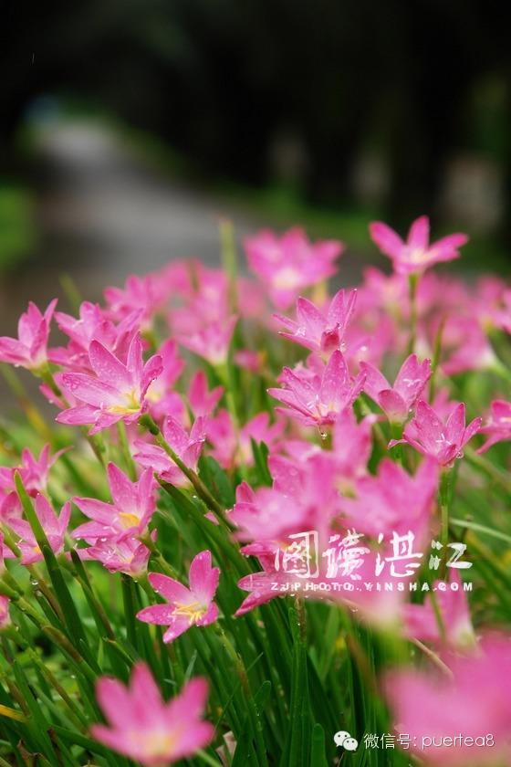 一宵风雨花飞后惊扰生平寂寞人