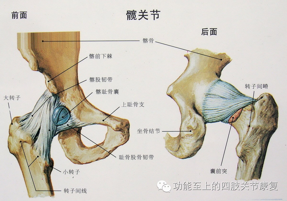 髋关节的解剖特点