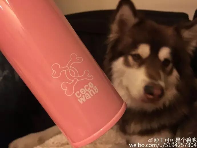 王思聪家的狗又上头条了……其他宠友怎么办?