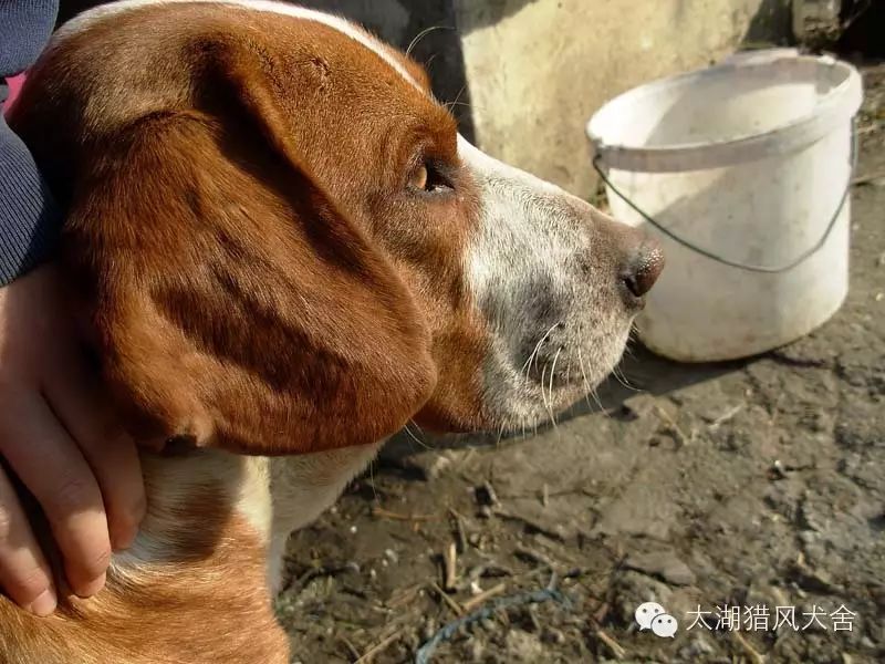 巴尔干地区的古老猎手---波萨维茨猎犬