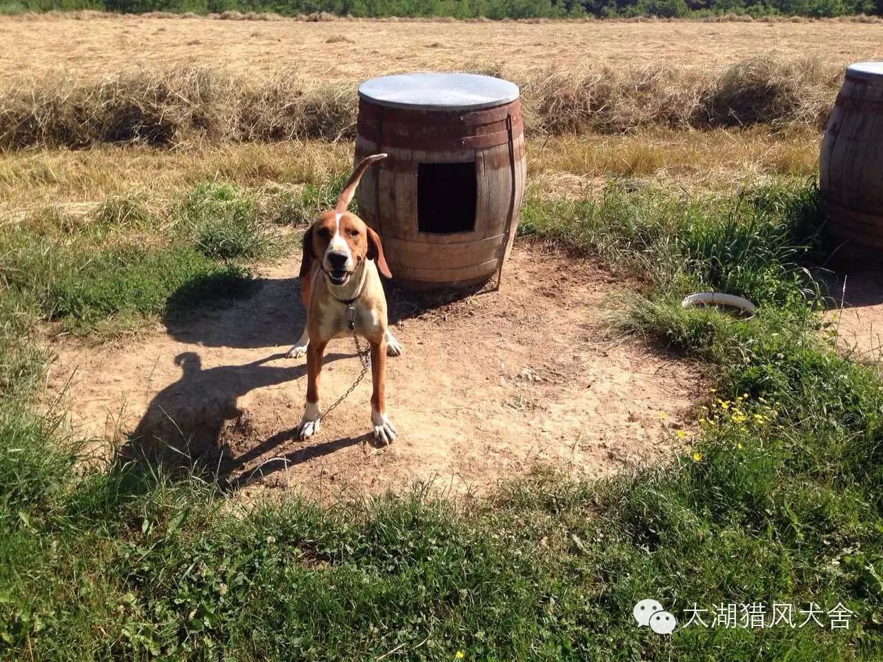 巴尔干地区的古老猎手波萨维茨猎犬