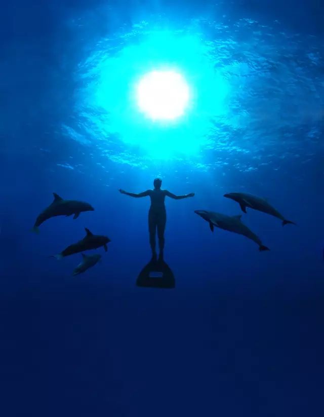 正在救人的一群海豚