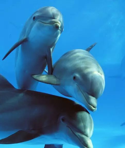 水中嬉戏的三只海豚