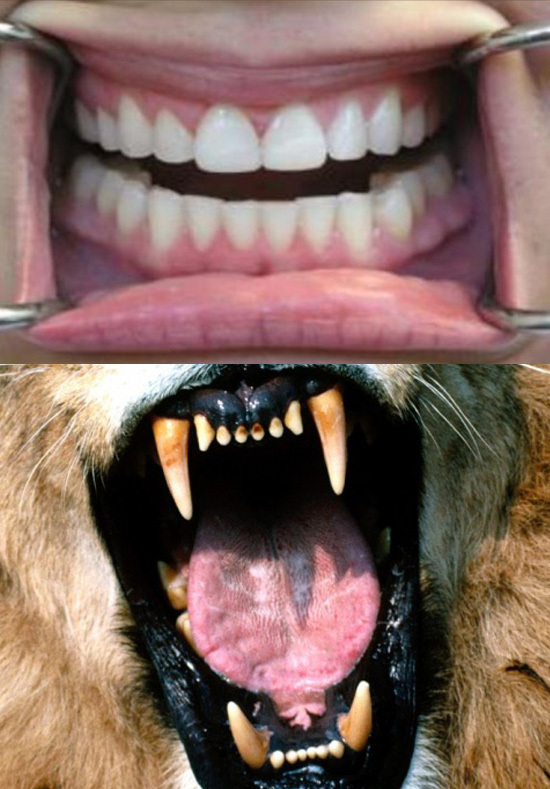 犬齿,拥有最大的犬齿的动物是