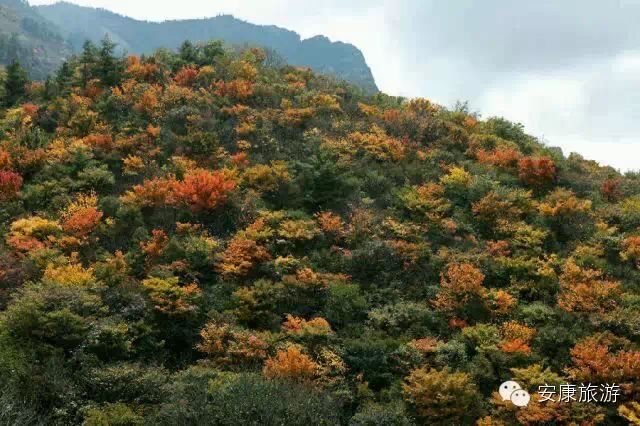 宁陕味道