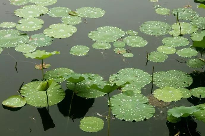 夏雨清风起,听荷绿正浓——夏雨诗词20首