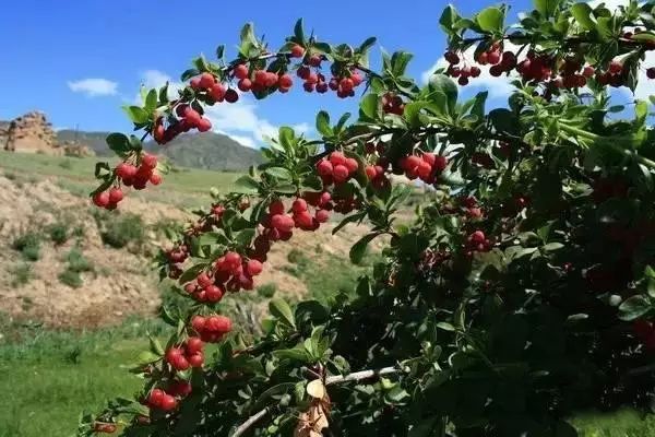 一个市委书记含泪推荐的好文章:《我叫山果》 一个市委书记含泪推荐的好文章:《我叫山果》