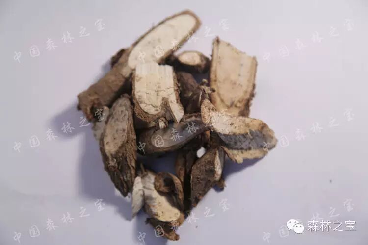 【森林之宝】红楤木 <wbr>老虎刺祛风湿 <wbr>提高免疫力