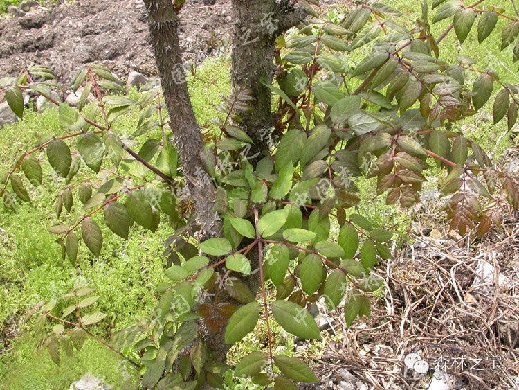 【森林之宝】红楤木 <wbr>