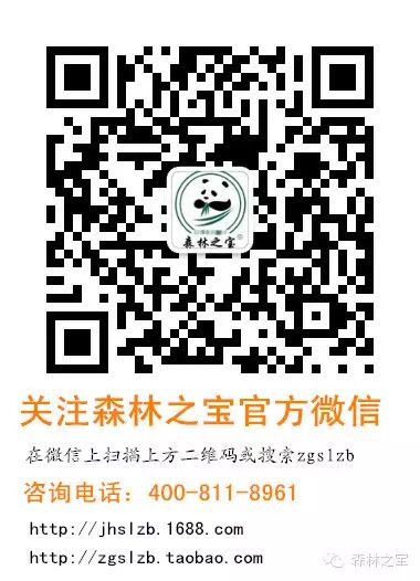 【森林之宝】红楤木 <wbr>老虎刺祛风湿 <wbr>提高免疫力