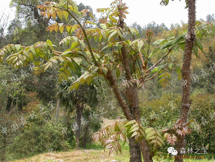 【中国森林之宝】红楤木 <wbr>老虎刺皮 <wbr>葱木 <wbr>鸟不踏 <wbr>楤木 <wbr>忽木 <wbr>去风湿 <wbr>