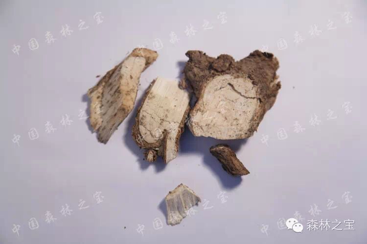 【中国森林之宝】红楤木 <wbr>老虎刺皮 <wbr>葱木 <wbr>鸟不踏 <wbr>楤木 <wbr>忽木 <wbr>去风湿 <wbr>