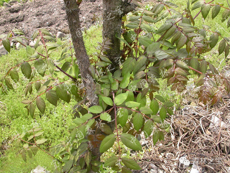 【中国森林之宝】红楤木 <wbr>老虎刺皮 <wbr>葱木 <wbr>鸟不踏 <wbr>楤木 <wbr>忽木 <wbr>去风湿 <wbr>