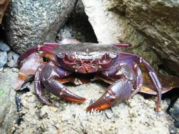 这个"中毒"的螃蟹竟然是海南特有的人间美味?