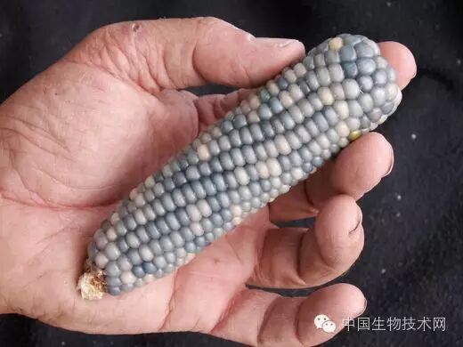 彩虹宝石玉米确实存在！