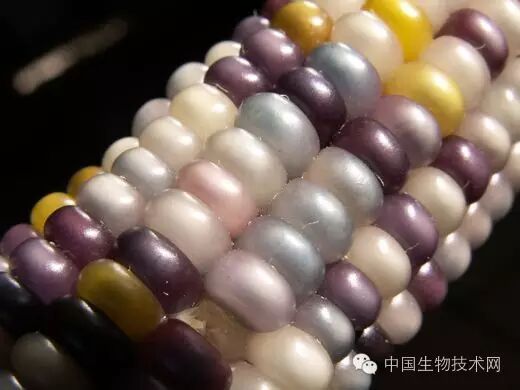 彩虹宝石玉米确实存在！