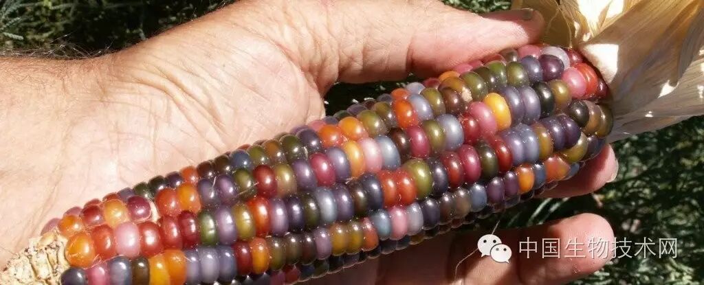 彩虹宝石玉米确实存在！