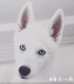 歪头杀!太萌了…快点来抱抱!