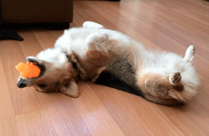 超治愈柯基犬动图大合集