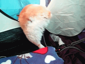 超治愈柯基犬动图大合集_汪汪网宠爱你的宠爱_新浪博客