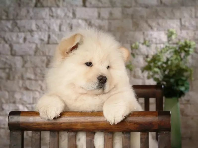 (chowchow)