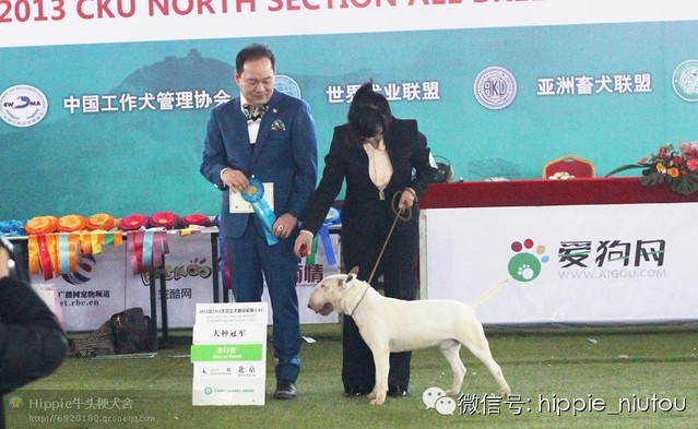 犬舍种公介绍:Disciple——三大豪门血系最强的遗传代表!