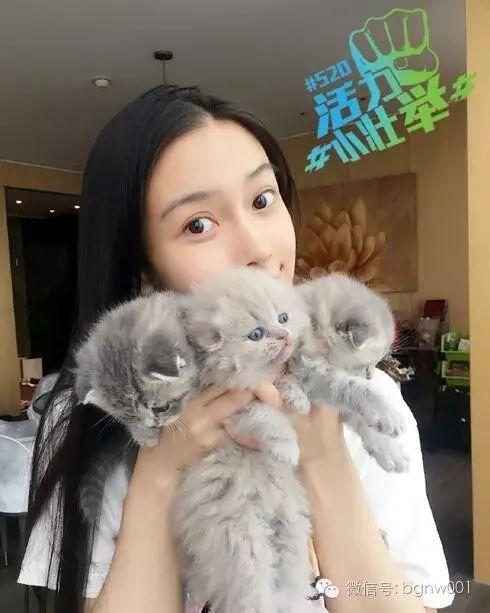 Angelababy只是养了只猫而已 为什么遭到这么多人炮轰?