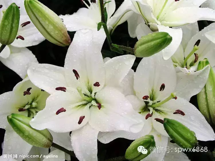 春水春风三月天,百家诗写百花仙 历代诗人咏百花 花语:纯洁,高雅
