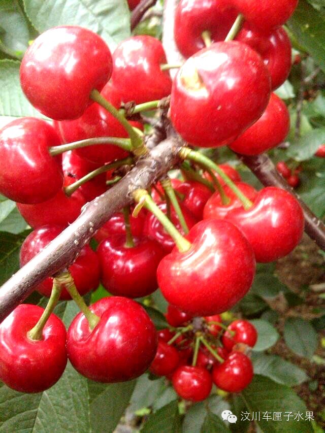 这才是真正的汶川车厘子！教你一眼识破那些冒充的水果