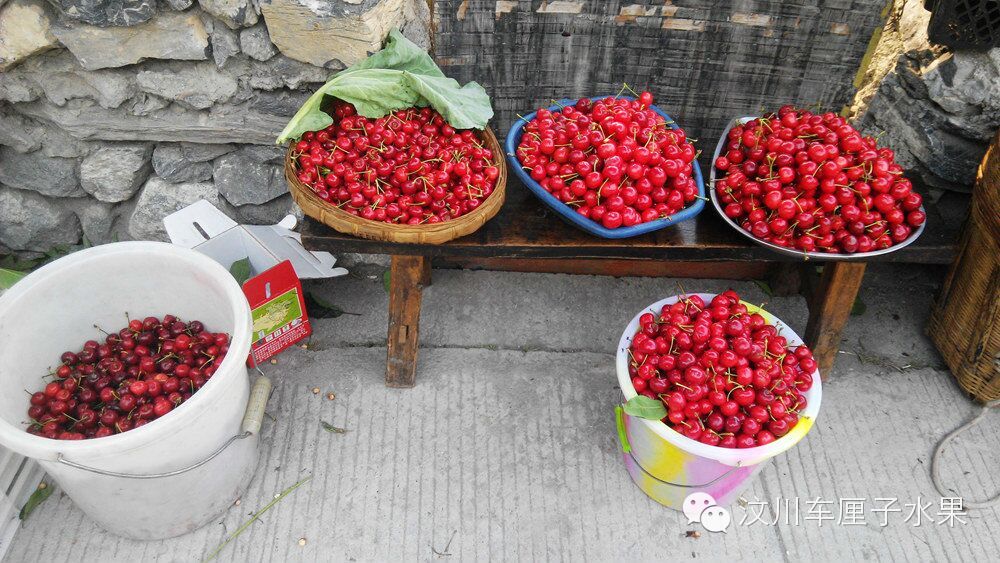 这才是真正的汶川车厘子！教你一眼识破那些冒充的水果