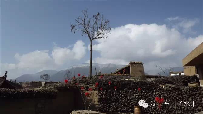 这才是真正的汶川车厘子！教你一眼识破那些冒充的水果