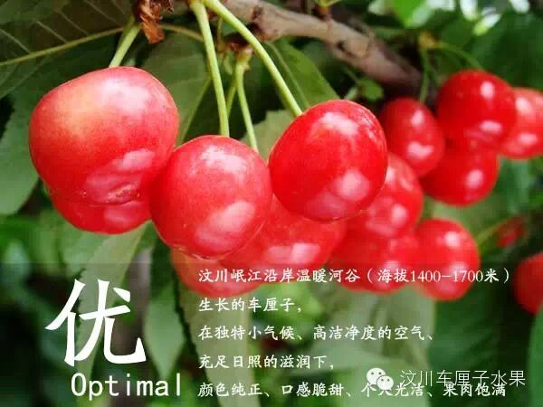 这才是真正的汶川车厘子！教你一眼识破那些冒充的水果