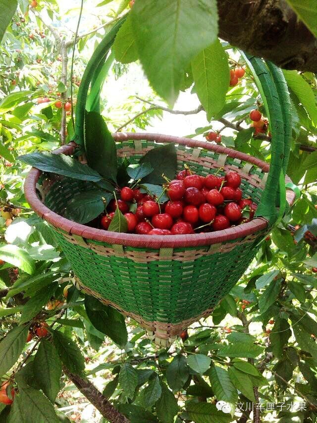 这才是真正的汶川车厘子！教你一眼识破那些冒充的水果