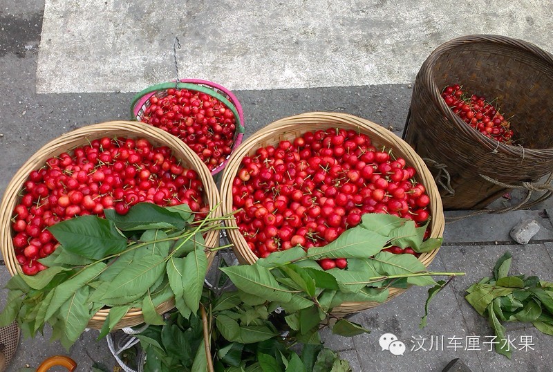 这才是真正的汶川车厘子！教你一眼识破那些冒充的水果