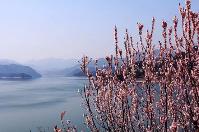 【黄岩长潭水库桃花林】