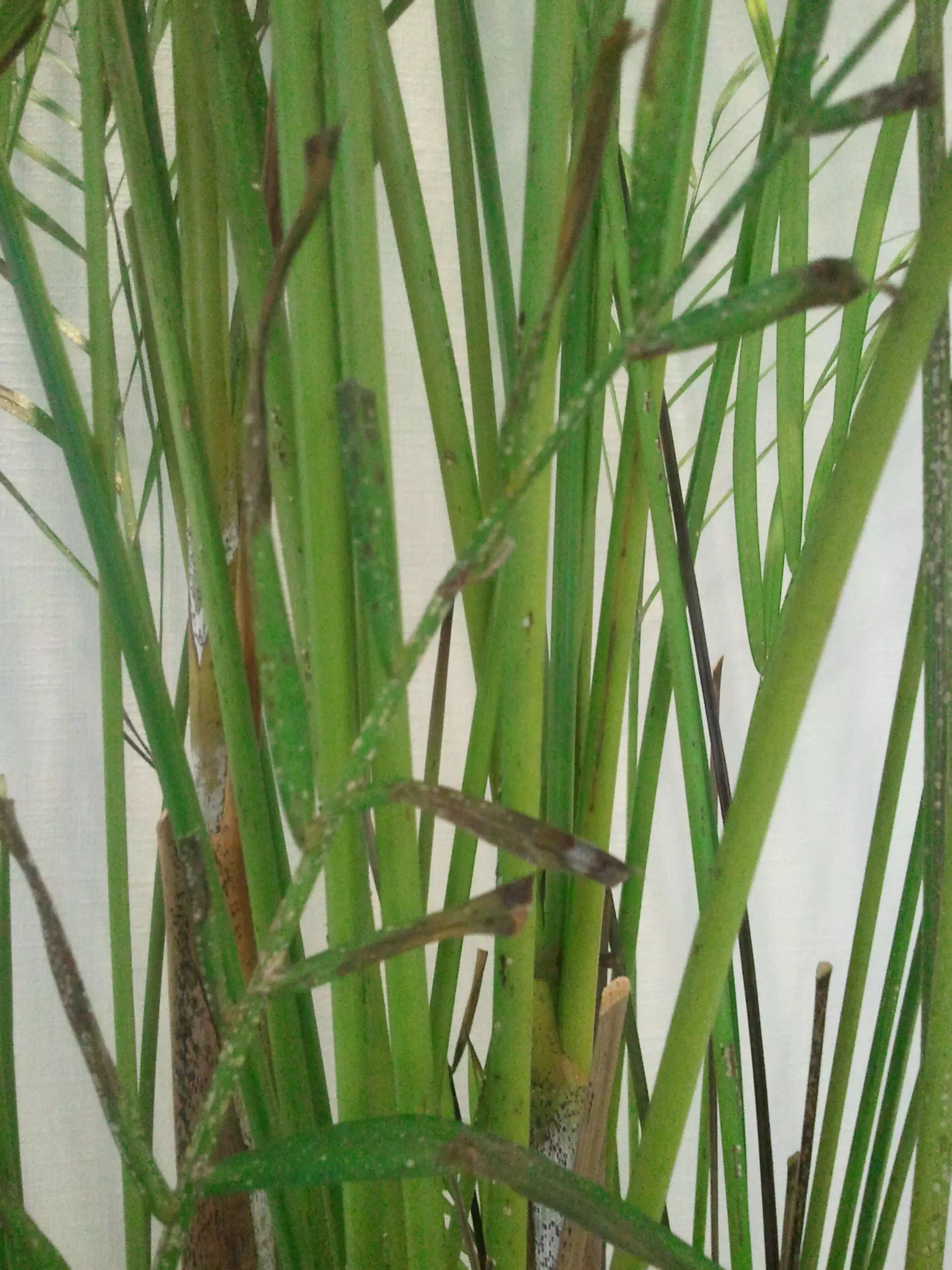天然加湿器—散尾葵养护知识