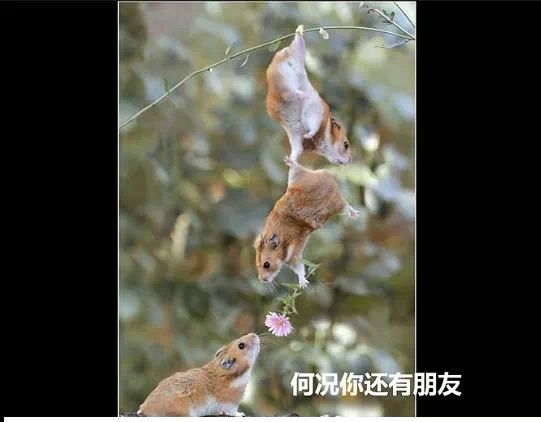 在你不开心的时候可以看看，之后你就乐了···