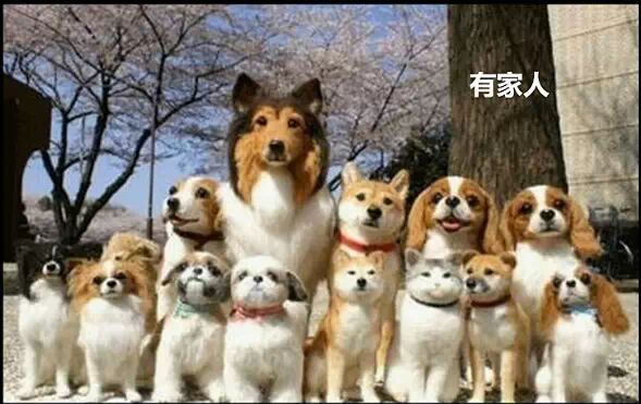 在你不开心的时候可以看看，之后你就乐了···